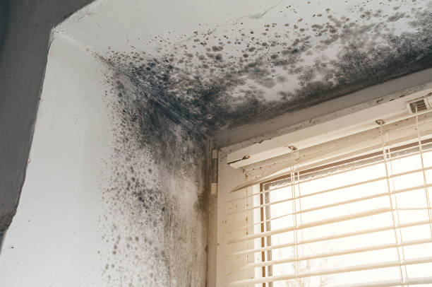 Affordable Mold Removal solutions in Glenwood, GA